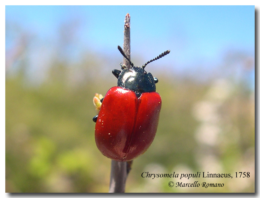 Altro Crisomelide: Chrysomela populi